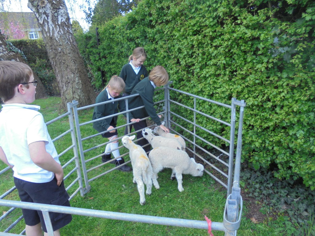 Lambs in School